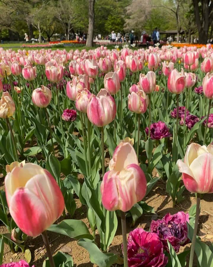 のインスタグラム：「今年も家族で🌷☺️🫶🏻 ほんと癒される〜 すごい人人だった！ からの、タネタネ公園でトランポリンデビュー🧚🏼 ここ最近急にキッズらしくなってきました🦢🦢💕 (私も学生ぶりにトランポリン乗ってみたら酔いましたw😂😵‍💫 最近の休日はひたすら大きい公園を求めています🏃🏻‍♀️☀️  #タネタネ記録 #双子 #twins #昭和記念公園」