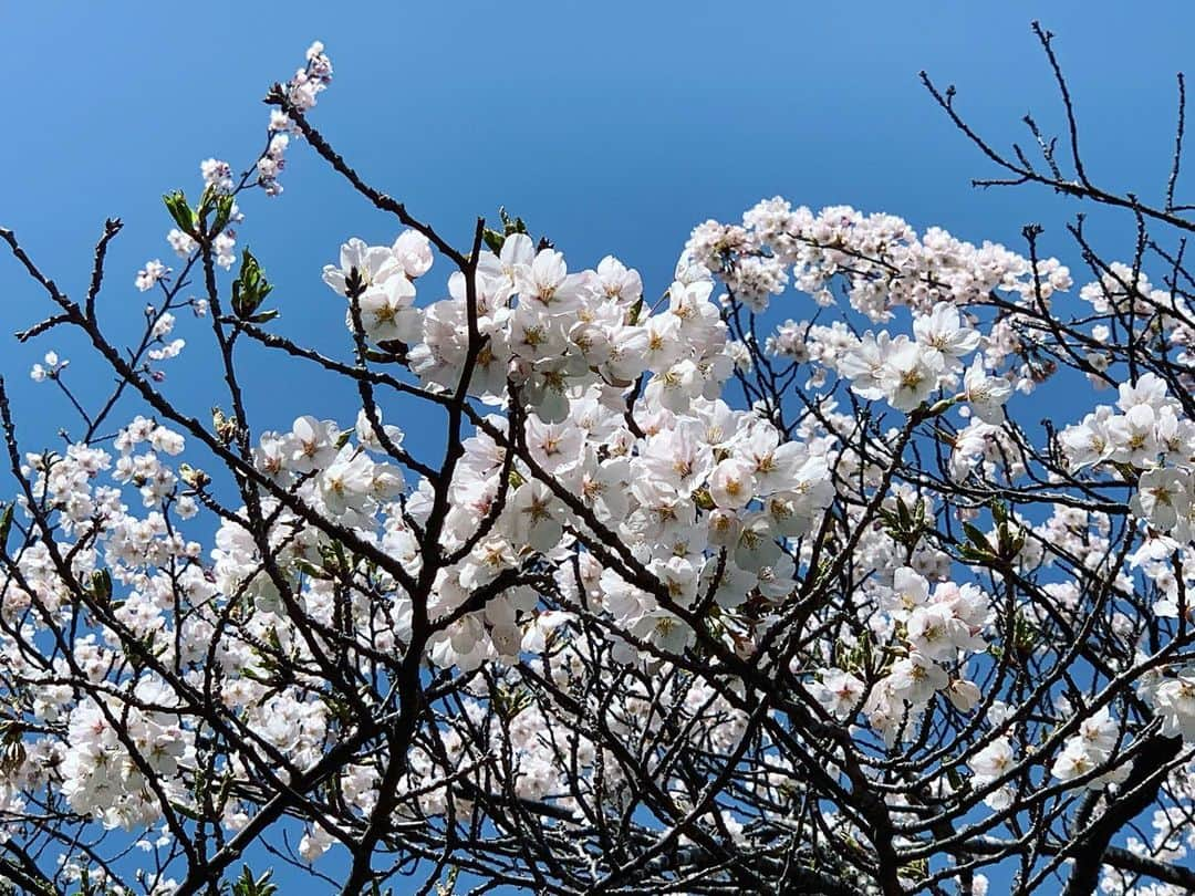 稲葉千秋さんのインスタグラム写真 - (稲葉千秋Instagram)「・ 合浦公園の桜、満開でした！  今年は花見は無理かなと思っていましたが 仕事で見られてよかったです☺️✨  おとといの出店準備の取材で インタビューを受けてくれた お店の方から差し入れを頂き…😭✨ リポートに盛り込ませていただきました😌 ありがとうございました！  出店も賑わっていて、嬉しくなりました。 週末は雨ですが、 なんとか長く咲き続けてほしいですね！  今日は県内で痛ましいニュースがありました。 今朝、安全が脅かされる情報もありました。 平和な日常が続くことを心から願います。  #合浦公園 #青森春まつり  #準まつり体制 #桜満開」4月13日 22時51分 - chakey_15