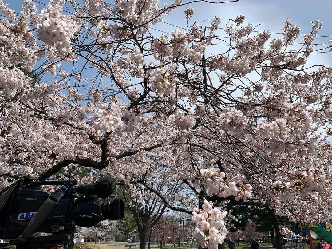 稲葉千秋さんのインスタグラム写真 - (稲葉千秋Instagram)「・ 合浦公園の桜、満開でした！  今年は花見は無理かなと思っていましたが 仕事で見られてよかったです☺️✨  おとといの出店準備の取材で インタビューを受けてくれた お店の方から差し入れを頂き…😭✨ リポートに盛り込ませていただきました😌 ありがとうございました！  出店も賑わっていて、嬉しくなりました。 週末は雨ですが、 なんとか長く咲き続けてほしいですね！  今日は県内で痛ましいニュースがありました。 今朝、安全が脅かされる情報もありました。 平和な日常が続くことを心から願います。  #合浦公園 #青森春まつり  #準まつり体制 #桜満開」4月13日 22時51分 - chakey_15