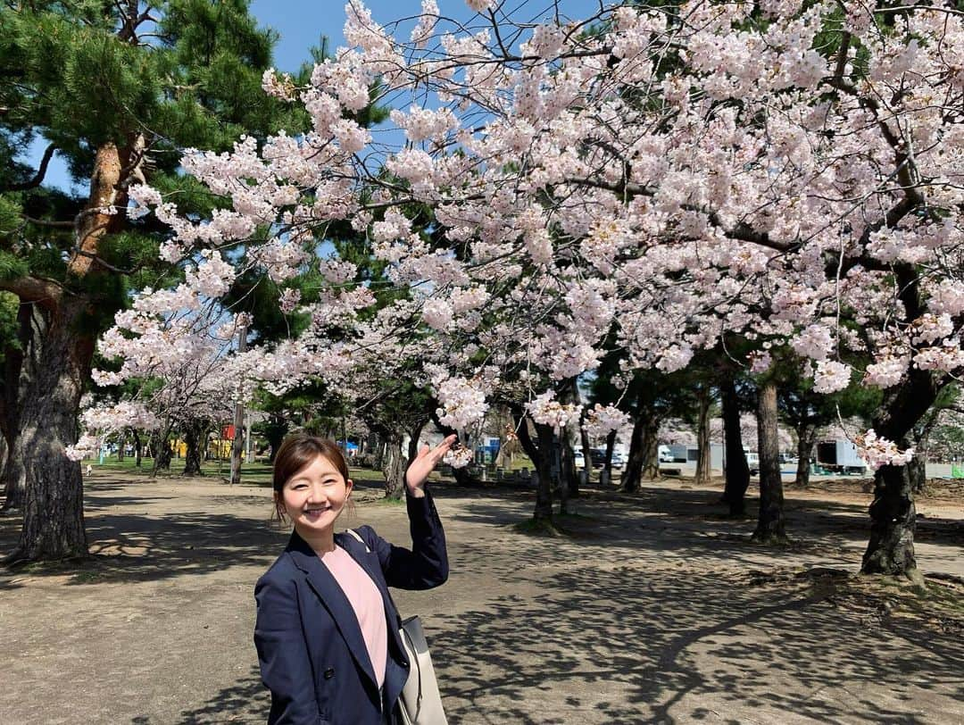 稲葉千秋さんのインスタグラム写真 - (稲葉千秋Instagram)「・ 合浦公園の桜、満開でした！  今年は花見は無理かなと思っていましたが 仕事で見られてよかったです☺️✨  おとといの出店準備の取材で インタビューを受けてくれた お店の方から差し入れを頂き…😭✨ リポートに盛り込ませていただきました😌 ありがとうございました！  出店も賑わっていて、嬉しくなりました。 週末は雨ですが、 なんとか長く咲き続けてほしいですね！  今日は県内で痛ましいニュースがありました。 今朝、安全が脅かされる情報もありました。 平和な日常が続くことを心から願います。  #合浦公園 #青森春まつり  #準まつり体制 #桜満開」4月13日 22時51分 - chakey_15