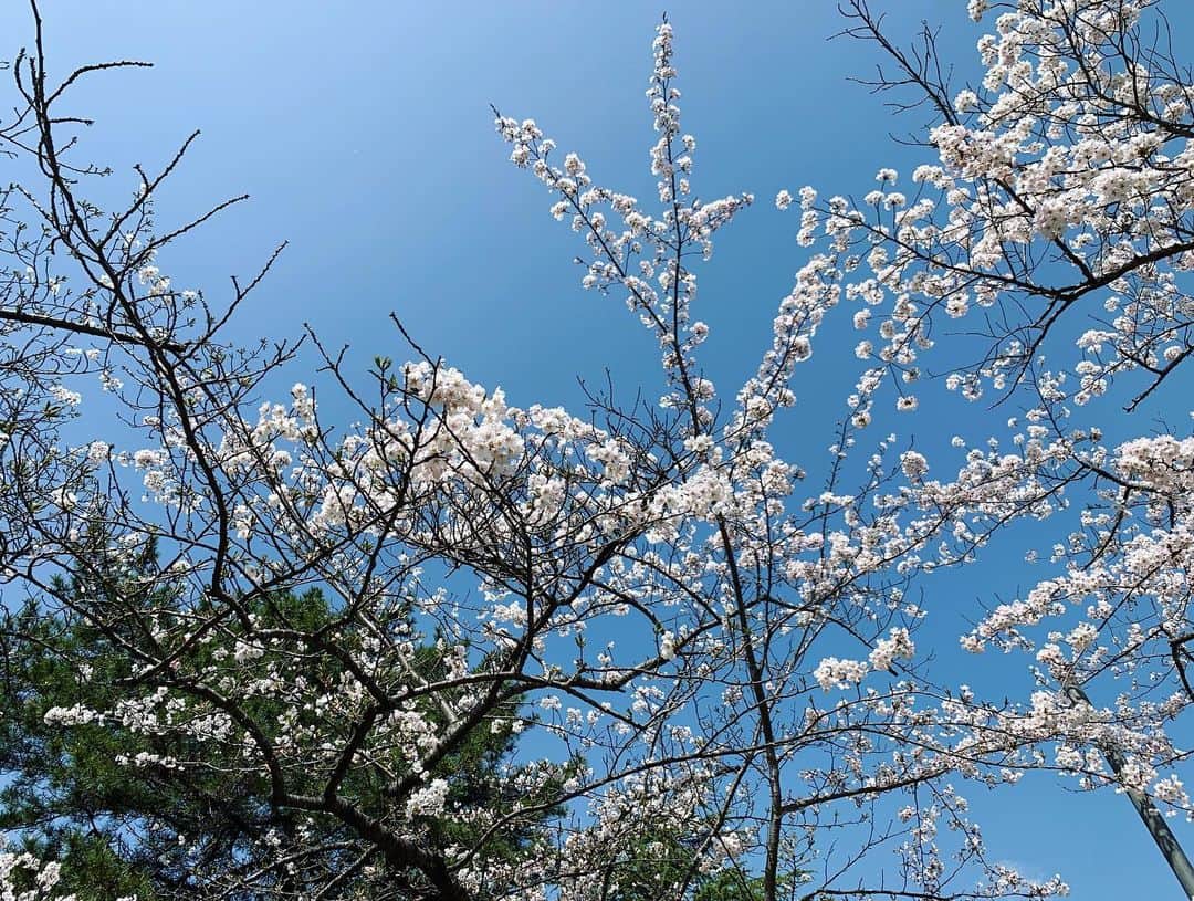 稲葉千秋さんのインスタグラム写真 - (稲葉千秋Instagram)「・ 合浦公園の桜、満開でした！  今年は花見は無理かなと思っていましたが 仕事で見られてよかったです☺️✨  おとといの出店準備の取材で インタビューを受けてくれた お店の方から差し入れを頂き…😭✨ リポートに盛り込ませていただきました😌 ありがとうございました！  出店も賑わっていて、嬉しくなりました。 週末は雨ですが、 なんとか長く咲き続けてほしいですね！  今日は県内で痛ましいニュースがありました。 今朝、安全が脅かされる情報もありました。 平和な日常が続くことを心から願います。  #合浦公園 #青森春まつり  #準まつり体制 #桜満開」4月13日 22時51分 - chakey_15
