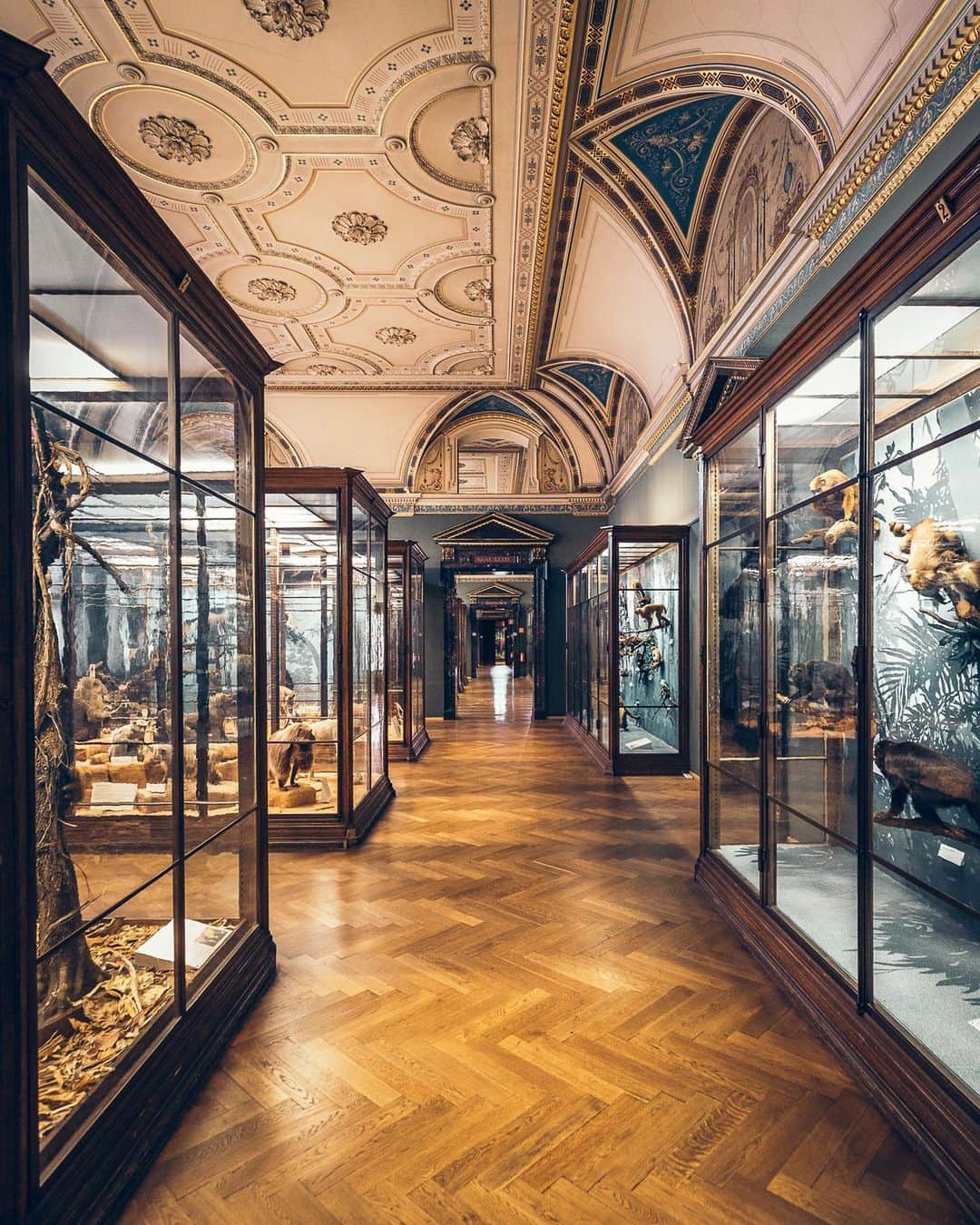 Wien | Viennaさんのインスタグラム写真 - (Wien | ViennaInstagram)「Rainy days in Vienna make for amazing photos - and it's a great time to visit museums like the @nhmwien! 🤩🦕  From dinosaurs to insects to gemstones and minerals: here you can discover the history of the earth and the breathtaking variety nature has to offer!   🎟️ Tip: with the Vienna City Card (VCC) you can get a 25% discount on a single ticket!   📸 @seplb   #rainyvienna #rainydayactivities #museumvisit #nhmwien #naturalhistorymuseum #naturalhistorymuseumvienna #naturhistorischesmuseum #wienliebe #viennaaustria #visitvienna #vienna」4月13日 22時55分 - viennatouristboard