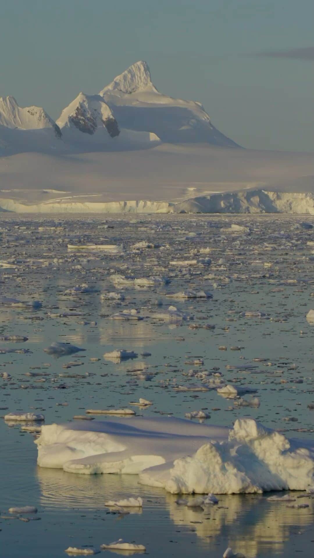 Tim Lamanのインスタグラム：「Video by @TimLaman and @RussLaman.  We are still editing footage from our recent shoot in Antarctica.  Here is a little stringout for you to enjoy of the majesty of icebergs in the sometimes tranquil, sometimes wild seas of Antarctica.  #ice #icebergs #antarctica #waves」