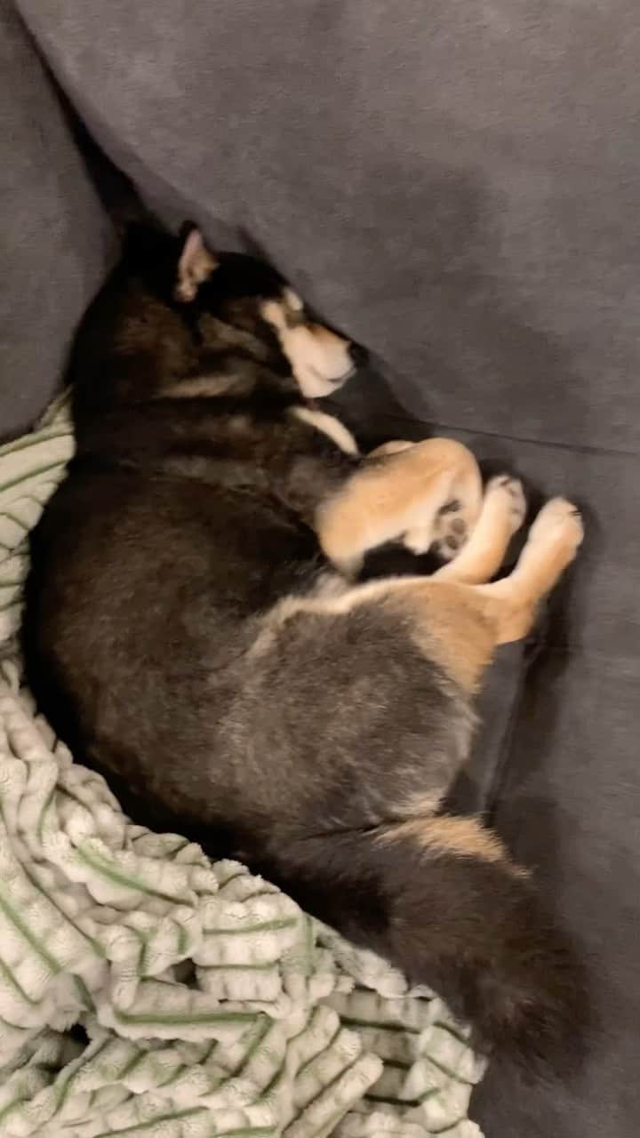 吾子のインスタグラム：「・ ・ ・ ・ ・ ミジンコ寝🐶💤💕 ・ いくつになっても幼いなあ👶🏻 ・ 永遠の3歳児🐶💕 ・ ・ ・ ・ ・ ・ ・ ・ ・ ・ ・ ・ ・ ・ ・ ・ ・ ・ ・ ・ ・ ・ ・ ・ ・ ・ #今年10歳なんだわん🐶 #シニア犬 #sapporo  ・ 北海道の柴犬 #柴北会 の皆ワン🐶お散歩ドロドロになるけどちゃんと足洗おうねー ・ #adorable #instadog#shibainu#dog#柴犬ライフ #instashiba#柴犬マニア #9gag #barked #kuroshiba#socute #cutedog#いぬのきもち #黒柴 #dogstagram_japan」