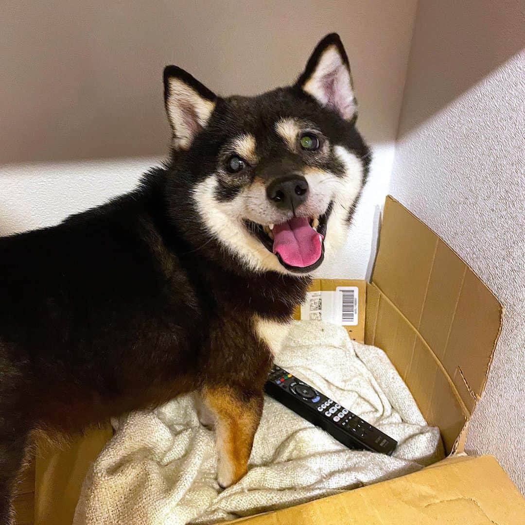 まめ丸のインスタグラム：「* * * えへへ🐶💓  みつかっちゃったー🐶👅💓 リモコンどろぼーはぼくでした❣️  リモコン📱ってなーんか すきなんだよね🐶❣️ * He's such a mischievous little kid🐶 * #リモコン泥棒 #まめ丸いたずらっこ * #柴犬#豆柴##柴#黒柴#犬#しばいぬ#shiba#shibainu#shibalove#shibastagram#shibagram#instadog#dogstagram#dogsofinstagram#puppysofinstagram#dog」