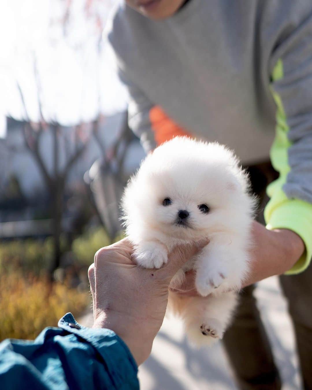 のインスタグラム：「It's a bear! No, it's a lion!   No, it's a new parti pom @KPUPS.official! Although she appears full white, she has a slight parti color making her look phenomenal in person :)」