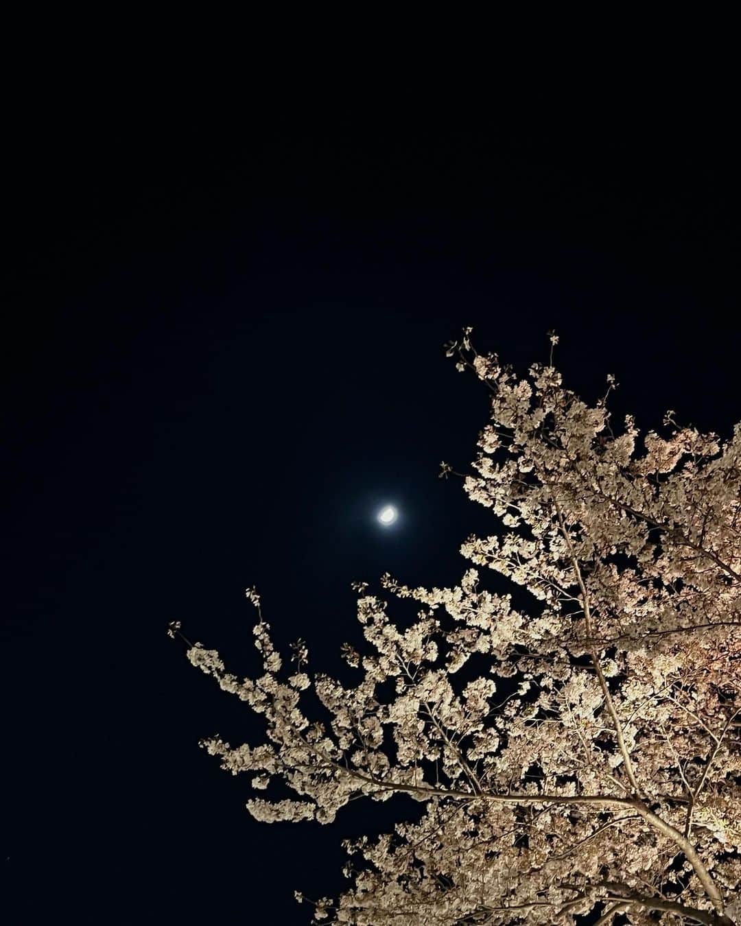 舞雛かのんさんのインスタグラム写真 - (舞雛かのんInstagram)「さーくらっ🌸  今年の桜も綺麗だったなぁ...♡って 思い出したから投稿🤭」4月13日 23時57分 - mizho_601
