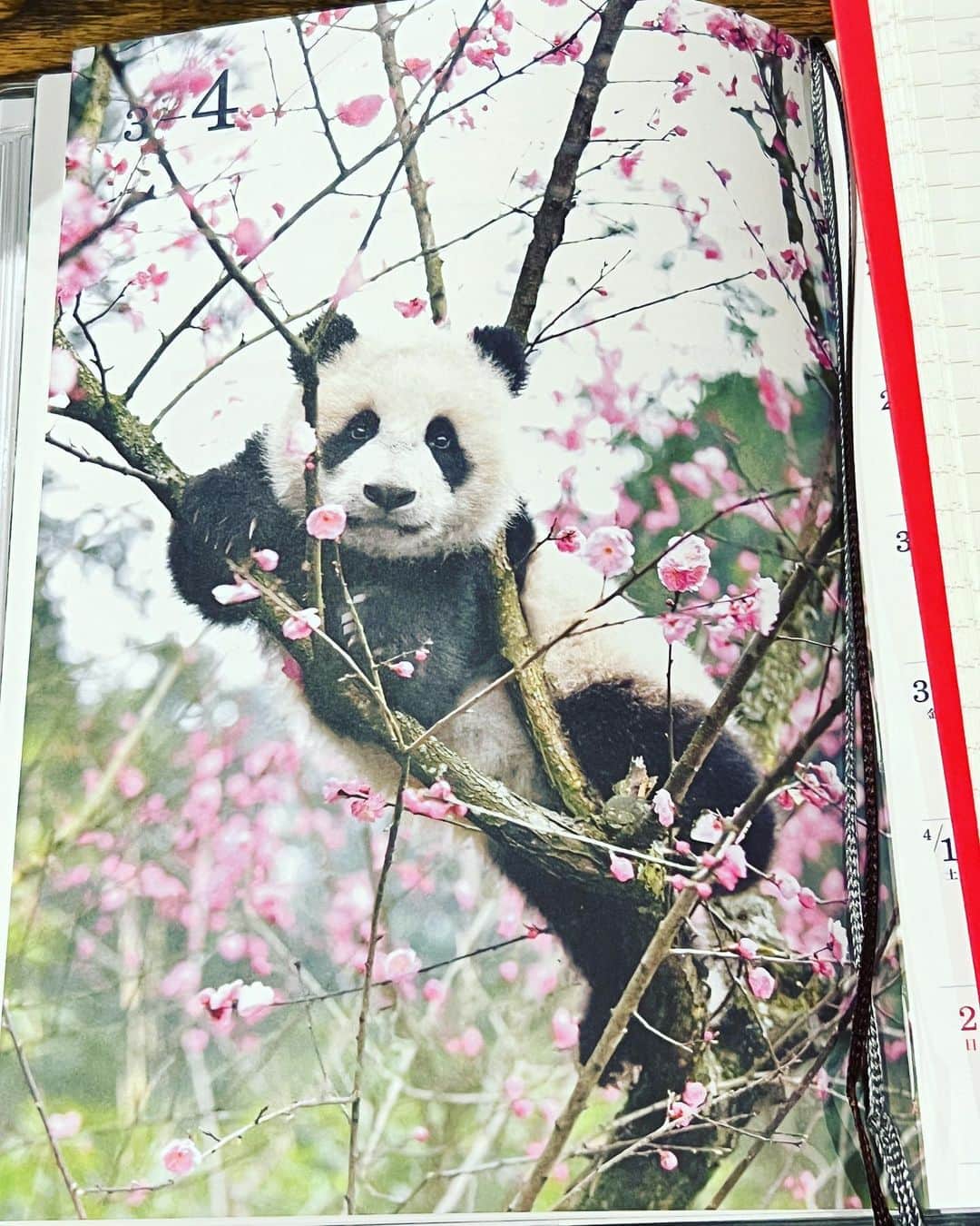 たむらぱんさんのインスタグラム写真 - (たむらぱんInstagram)「🐂🌸🕊️🌸🗻🌸🐼  パンダは梅ちゃんかもしれない。パンダちゃん、あざといぞ。 . . #桜 #飛騨牛 #飛騨高山  #富士吉田 #梅 #パンダ #🥹」4月14日 0時08分 - _tamurapan_
