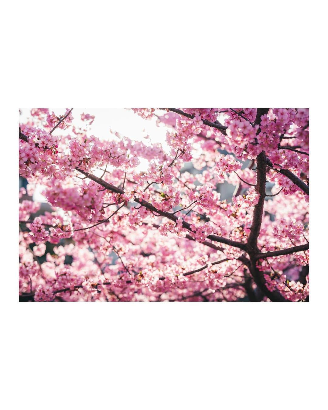 Yuma Takatsukiさんのインスタグラム写真 - (Yuma TakatsukiInstagram)「. . . sakura . . . . . . 最近この白枠にはまってる。 色んな見せ方ができて楽しい。 ⁡ 自由に載せていきたいよね。 ⁡ それでは今日もお疲れさまでした！ . Kyoto／Japan LUMIX S5Ⅱ／LUMIX S 50mm F1.4 . #lumixjapan  #lumix  #lumixs5ii  . ―――――――――――――――――――――――――― 関西を中心にフリーランスで活動しています。 Web広告、個人撮影、家族撮影、PR撮影など、 4月以降の撮影依頼募集中です。 ⁡ ⁡Yuma Takatsukiオリジナルプリセットも販売中です。 ⁡プロフィールのポートフォリオサイトからご覧下さい。  またフォトサークルITTOKOという活動をしています。 ⁡ハイライトに色んなイベントをまとめています。 ――――――――――――――――――――――――――」4月14日 0時09分 - yu_umaa06