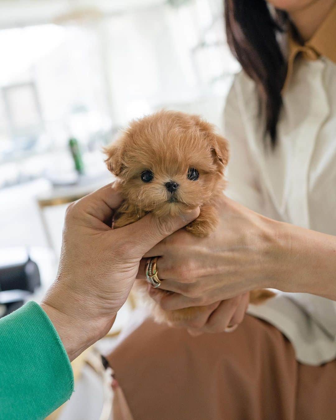 Rolly Pups INCさんのインスタグラム写真 - (Rolly Pups INCInstagram)「Archie the male maltipoo with hard to resist facial expressions!😍」4月10日 4時46分 - kpups.official