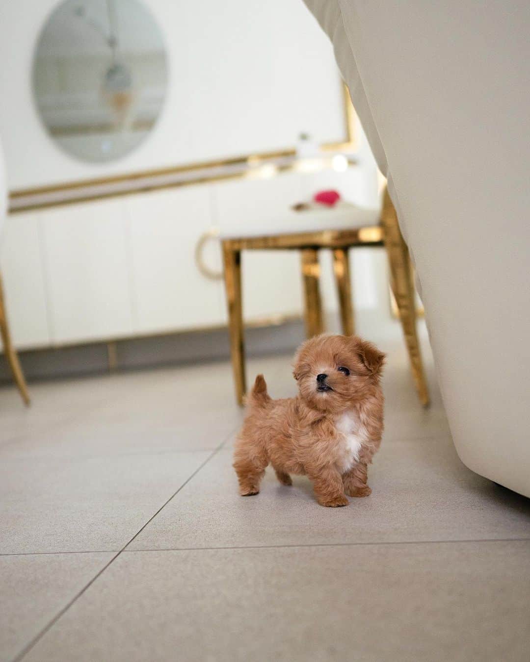 Rolly Pups INCさんのインスタグラム写真 - (Rolly Pups INCInstagram)「Archie the male maltipoo with hard to resist facial expressions!😍」4月10日 4時46分 - kpups.official