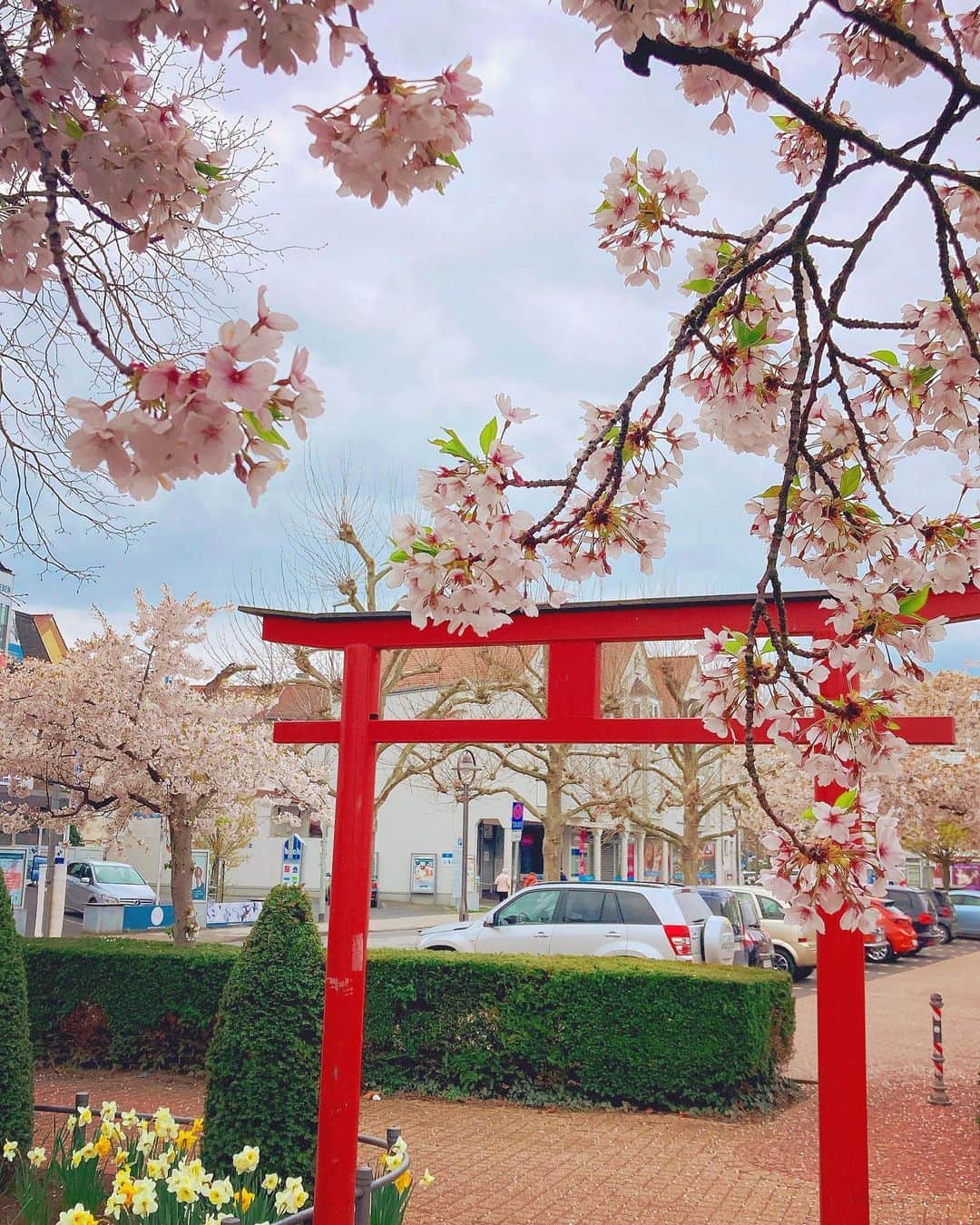 YUINAのインスタグラム：「. ただいまーっ🇯🇵 とか言ってもバレなさそうな景色🤭  さくらの「さ」は神様 「くら」は拠り所と言って精霊が降りてくるところ🌸  昔の日本では桜が咲いたら田植え開始を知らせる役割もあって、何枚か田んぼがあるところに 桜の木が1本植えられてたんだって♪ (何本も植えると開花時期がズレて迷うから笑)  お花見は、神様と一緒にお食事をして 豊作祈願しましょうってとこから始まり今の形に🌸  江戸時代には8代将軍 徳川吉宗が隅田川に桜を植えて 花見客が楽しみながら土地を踏み固めてくれるから より丈夫な土手作りができて洪水防止になったんだとか✨日本人の頭の良さ🙌！  特攻隊の遺書には、桜のように潔く散りますとか 実際に知覧に行って読んでみると 例文でも用意されてたんじゃないかってくらい みんな同じこと書いてて 桜の散り方が死の美学になってしまった時代もあるけど  桜を見てると地球の裏側にいたって 自分は日本人だなーって感じるし 桜を見てるドイツ人を見ても、ちょっとだけ日本人のアイデンティティ的なものが移って柔らかい表情になってる気がする🌸🤭✨  詳しいことは 「世界史を大きく動かした植物」に載ってます📚  #ドイツ生活 #フランクフルト #タウナス #hofheim #cherryblossom」