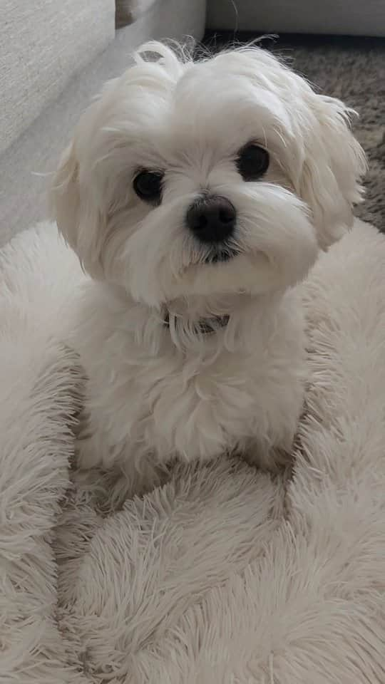 Toby LittleDudeのインスタグラム：「In-Som-Nom-Nom-Nom-Nia 🍟🍕🍦🍔  #theothemaltese #maltese #puppy #dogsofinstagram #insomnia #smalldog #malteseofinstagram」