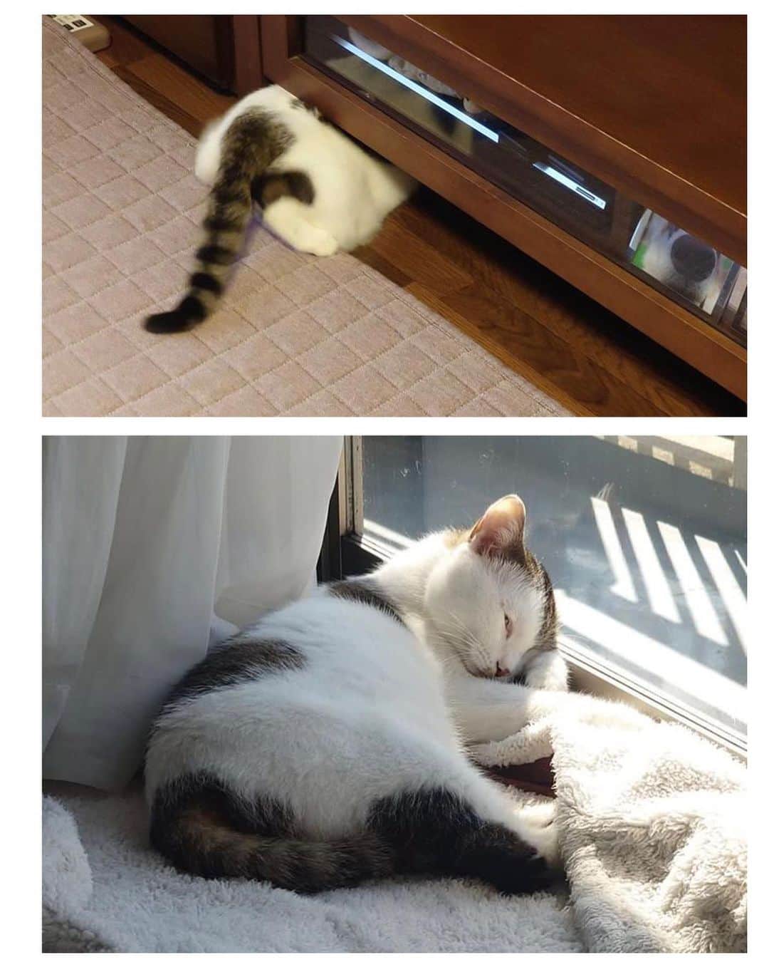 くるねこ大和さんのインスタグラム写真 - (くるねこ大和Instagram)「そろそろ本気出す  @s_nio  #いまから猫のはなしをします  #カーイチャーゾ」4月9日 19時51分 - kuru0214neko