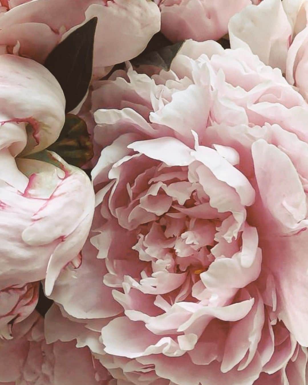 Yukicoさんのインスタグラム写真 - (YukicoInstagram)「𓆱𓆸𓆹𓆺  ————————————————————— 見てくださる方にプラスになる投稿をしていきます 是非いいね♡フォロー♡ よろしくお願いいたします𓅟 私の写真の編集については フォトレッスンでレクチャーをしています —————————————————————  #flowers#flowerpower#flowerphotography#flowerporn#flowerslovers#flowerstagram#bouquet#bouquets#btsarmy#jiminpen#btsjimin #ジミンペン」4月9日 19時55分 - yukicolifecom