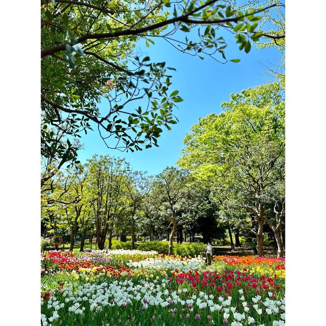 永末まゆのインスタグラム：「今年も猿江恩賜公園のチューリップ畑に行けました🌷  チューリップの歌をたくさん歌いながら、春らしい眺めを楽しめました✨  ・ ・ ・ #春のお出かけ #東京子連れスポット #猿江恩賜公園 #チューリップ畑 #江東区散歩 #都内散策」