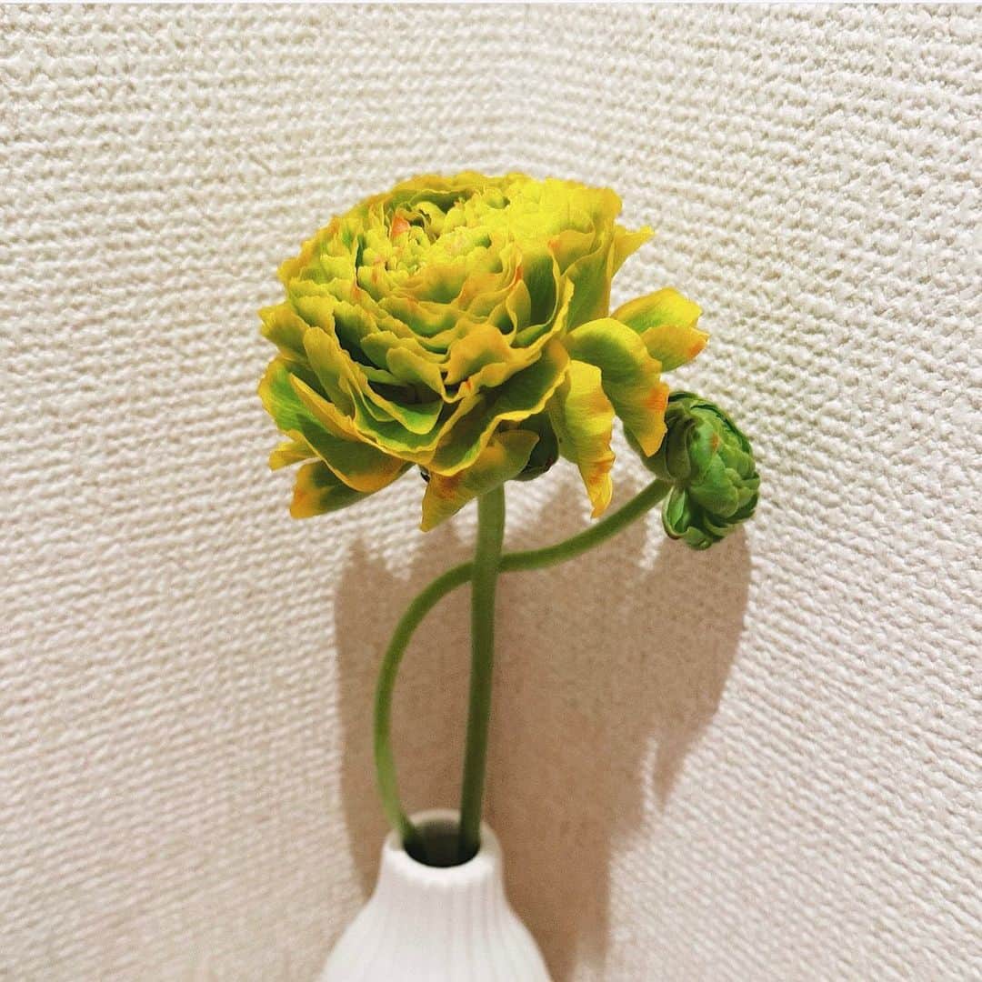 畑中奈緒美さんのインスタグラム写真 - (畑中奈緒美Instagram)「• 2023.4.9（Sun）  今月のお花🌙 ラナンキュラス『ルナ』  フリルがたっぷりでふんわり優しい雰囲気☺️ 鮮やかな黄色とグリーンが美しい〜✨  #DIVA #love #flower #dog #pug #ラナンキュラス #ルナ」4月9日 20時05分 - hatanaka_naomi