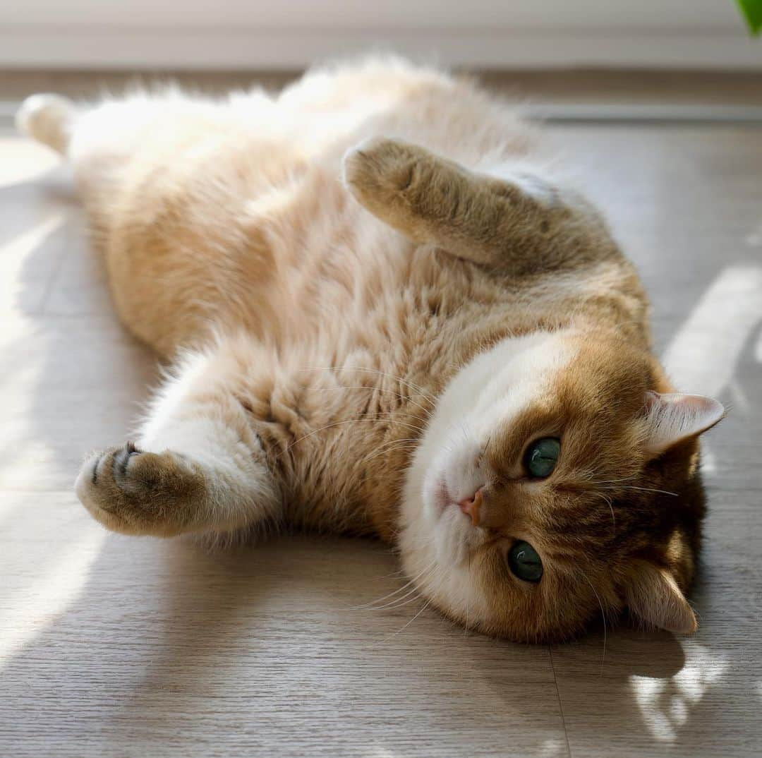 Hosicoさんのインスタグラム写真 - (HosicoInstagram)「Happy Sunday! 📯」4月9日 20時06分 - hosico_cat