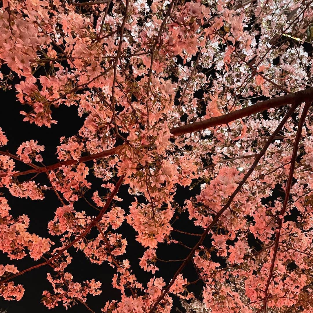 能登谷このんのインスタグラム：「🌸」