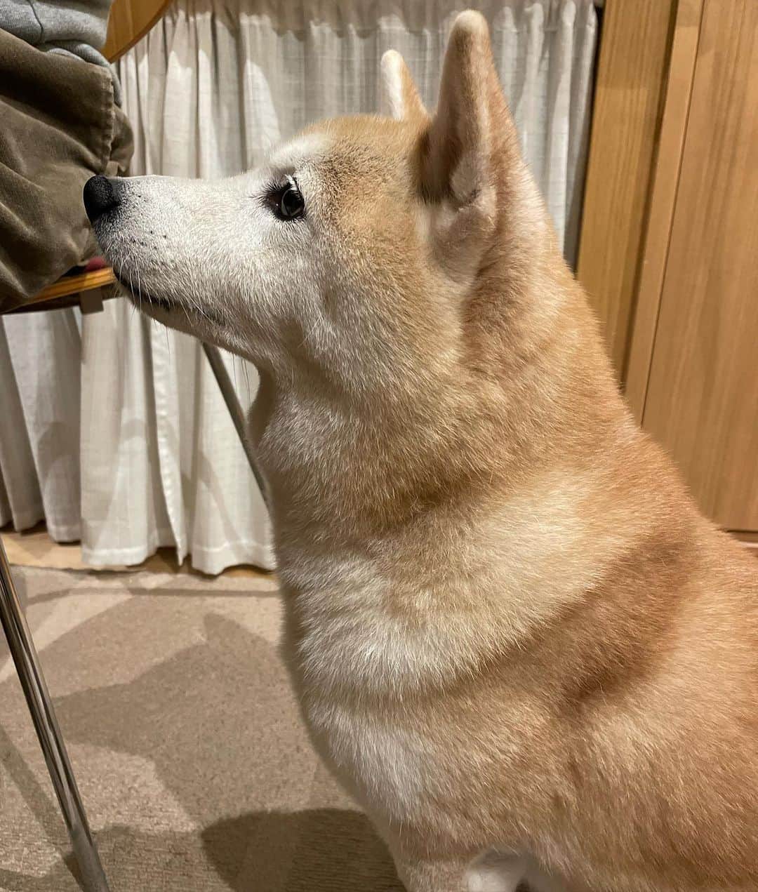 柴犬のモモのインスタグラム：「晩ご飯食べてる時、スタンバイしてるモモさん本当に可愛い #いぬ #イヌ #犬 #柴犬 #赤柴 #日本犬 #犬バカ部 #柴犬マニア #ふわもこ部 #いぬら部 #癒しわんこ #犬のいる暮らし #柴犬のいる暮らし #口角キュキュッと部 #shibainu #shiba #shibadog #dogstagram #dogsofinstagram #shibastagram #shibasofinsagram #shibamania #inu #instadog」