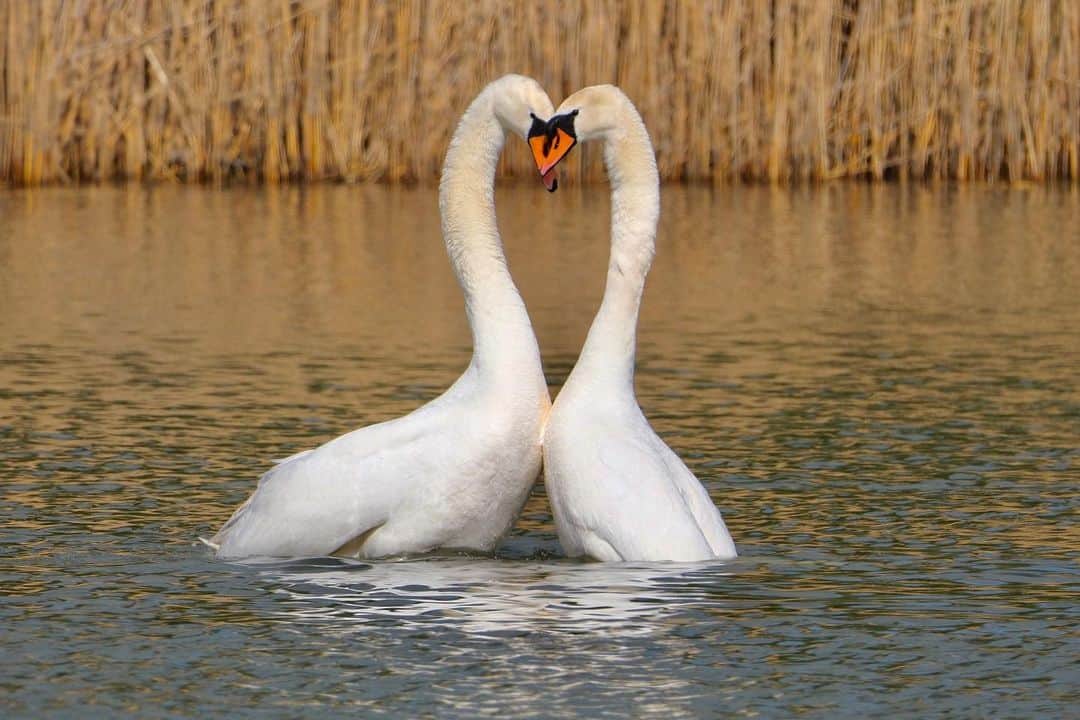 Fujifilm UKのインスタグラム：「Wishing everyone a great Easter weekend 🐰  What are you photographing this weekend?   "As I approached the lake I noticed this pair of Mute Swans bobbing heads together in the water. They then both reared up and produced this beautiful heart of love.”  📷: @julesgpt  #FUJIFILMXH2S XF150-600mmF5.6-8 R LM OIS WR f/8, ISO 500, 1/1,250 sec.」