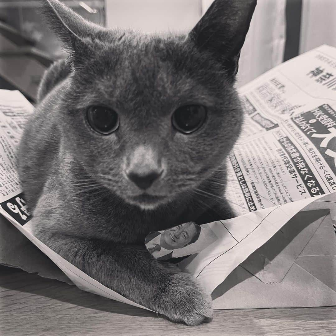 ミーちゃんさんのインスタグラム写真 - (ミーちゃんInstagram)「みーちゃん黒岩氏破る🐱  #cat #russianblue #neko #catsofinstagram #catstagram #猫 #ネコ #ねこ #ロシアンブルー#グレ猫倶楽部」4月9日 20時46分 - goemon16