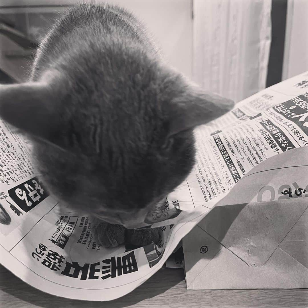 ミーちゃんさんのインスタグラム写真 - (ミーちゃんInstagram)「みーちゃん黒岩氏破る🐱  #cat #russianblue #neko #catsofinstagram #catstagram #猫 #ネコ #ねこ #ロシアンブルー#グレ猫倶楽部」4月9日 20時46分 - goemon16