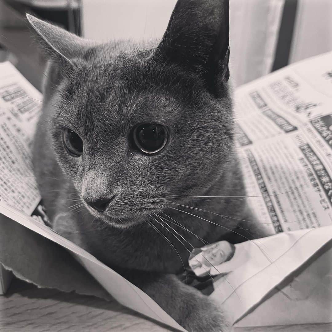 ミーちゃんのインスタグラム