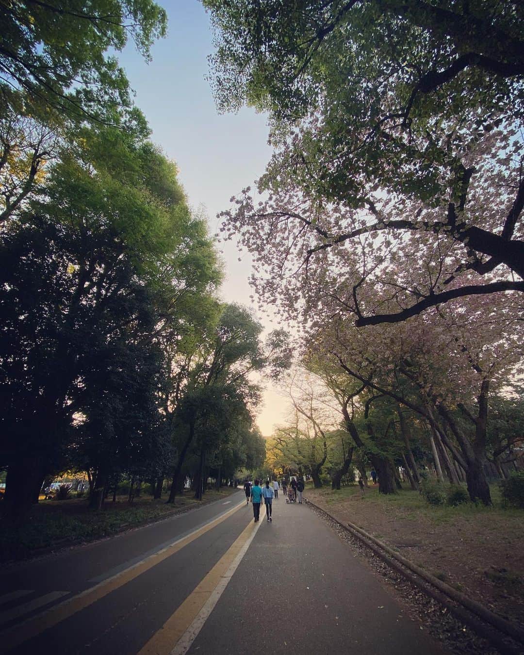 村瀬健さんのインスタグラム写真 - (村瀬健Instagram)「春でした。」4月9日 20時58分 - kenmurase