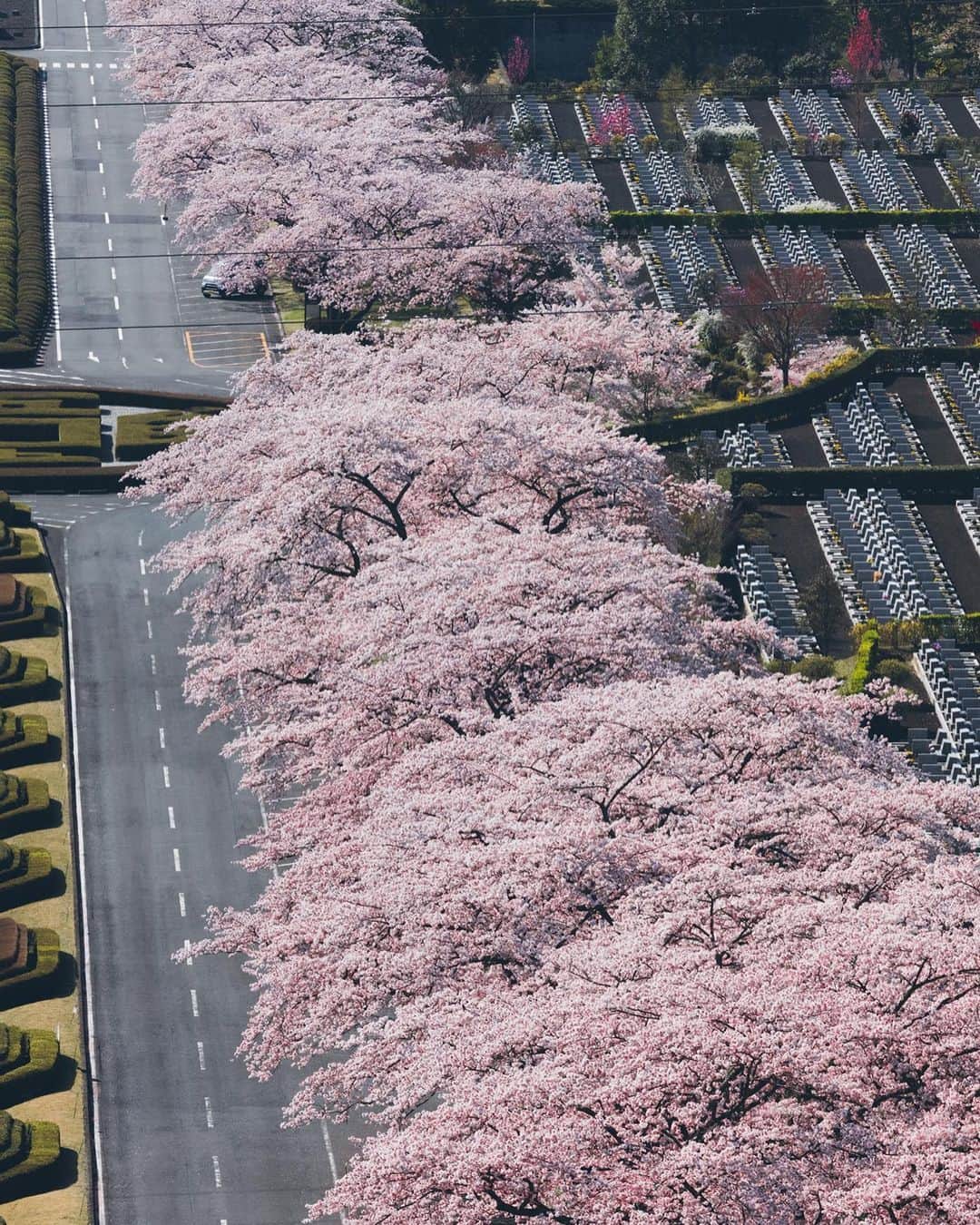 Yuma Yamashitaさんのインスタグラム写真 - (Yuma YamashitaInstagram)「Best cherryblossom road  たまたま行ったら満開でラッキーでした。 #hellofrom Shizuoka #桜 #cherryblossom」4月9日 21時05分 - yuma1983