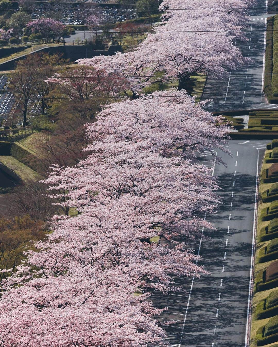 Yuma Yamashitaさんのインスタグラム写真 - (Yuma YamashitaInstagram)「Best cherryblossom road  たまたま行ったら満開でラッキーでした。 #hellofrom Shizuoka #桜 #cherryblossom」4月9日 21時05分 - yuma1983