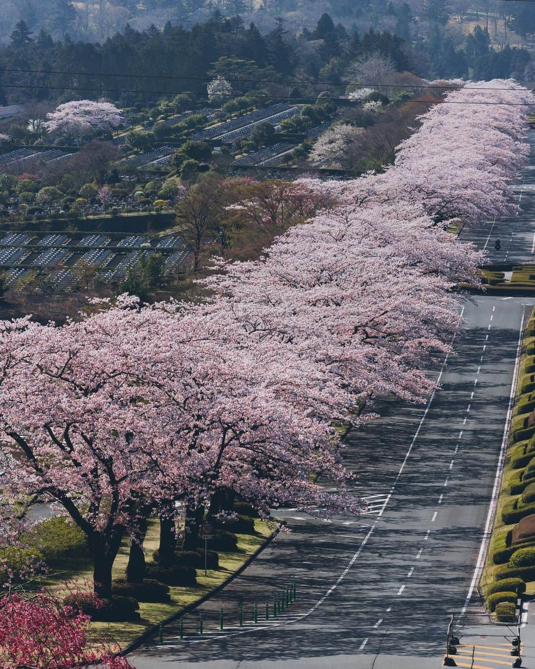 Yuma Yamashitaさんのインスタグラム写真 - (Yuma YamashitaInstagram)「Best cherryblossom road  たまたま行ったら満開でラッキーでした。 #hellofrom Shizuoka #桜 #cherryblossom」4月9日 21時05分 - yuma1983