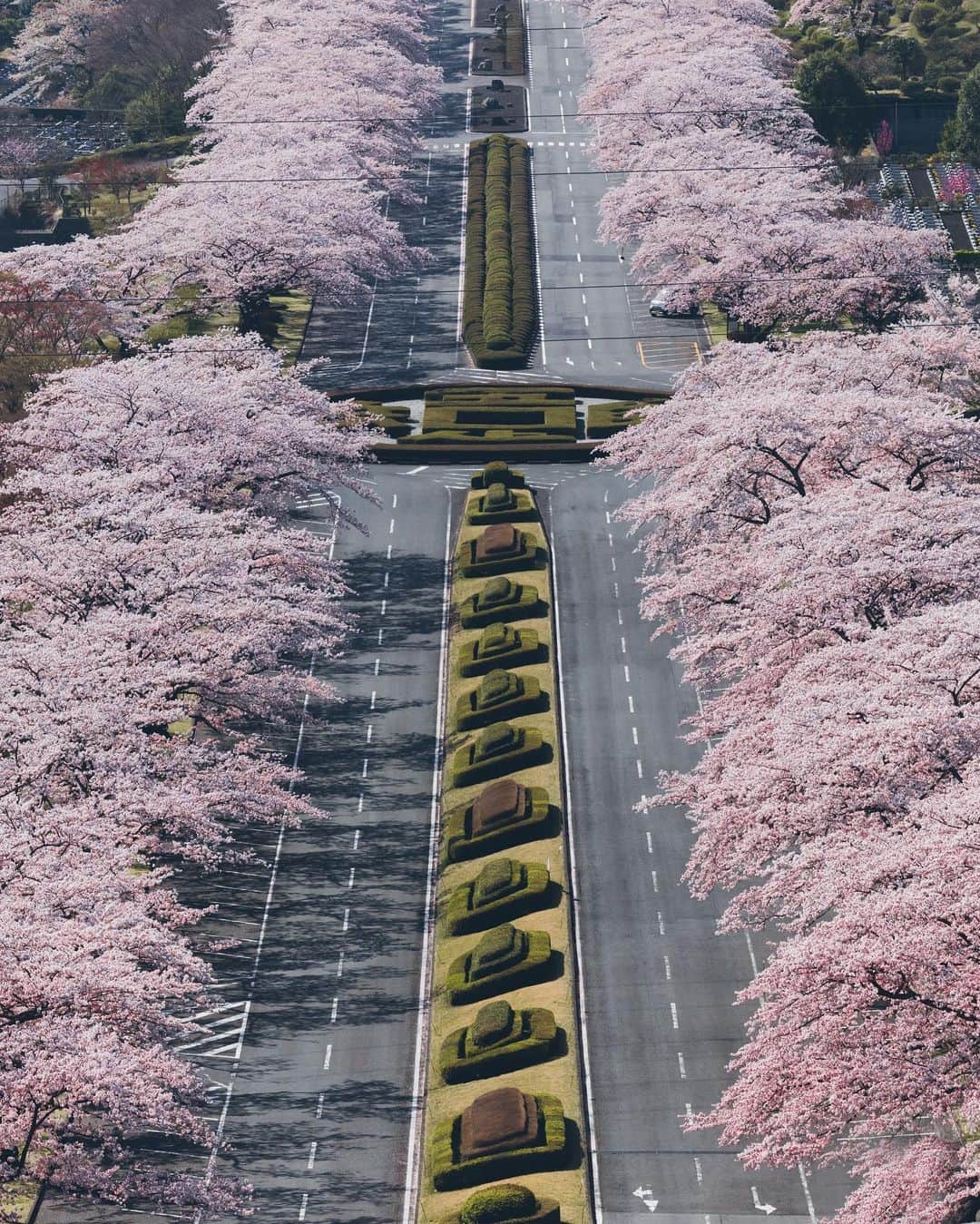 Yuma Yamashitaのインスタグラム：「Best cherryblossom road  たまたま行ったら満開でラッキーでした。 #hellofrom Shizuoka #桜 #cherryblossom」