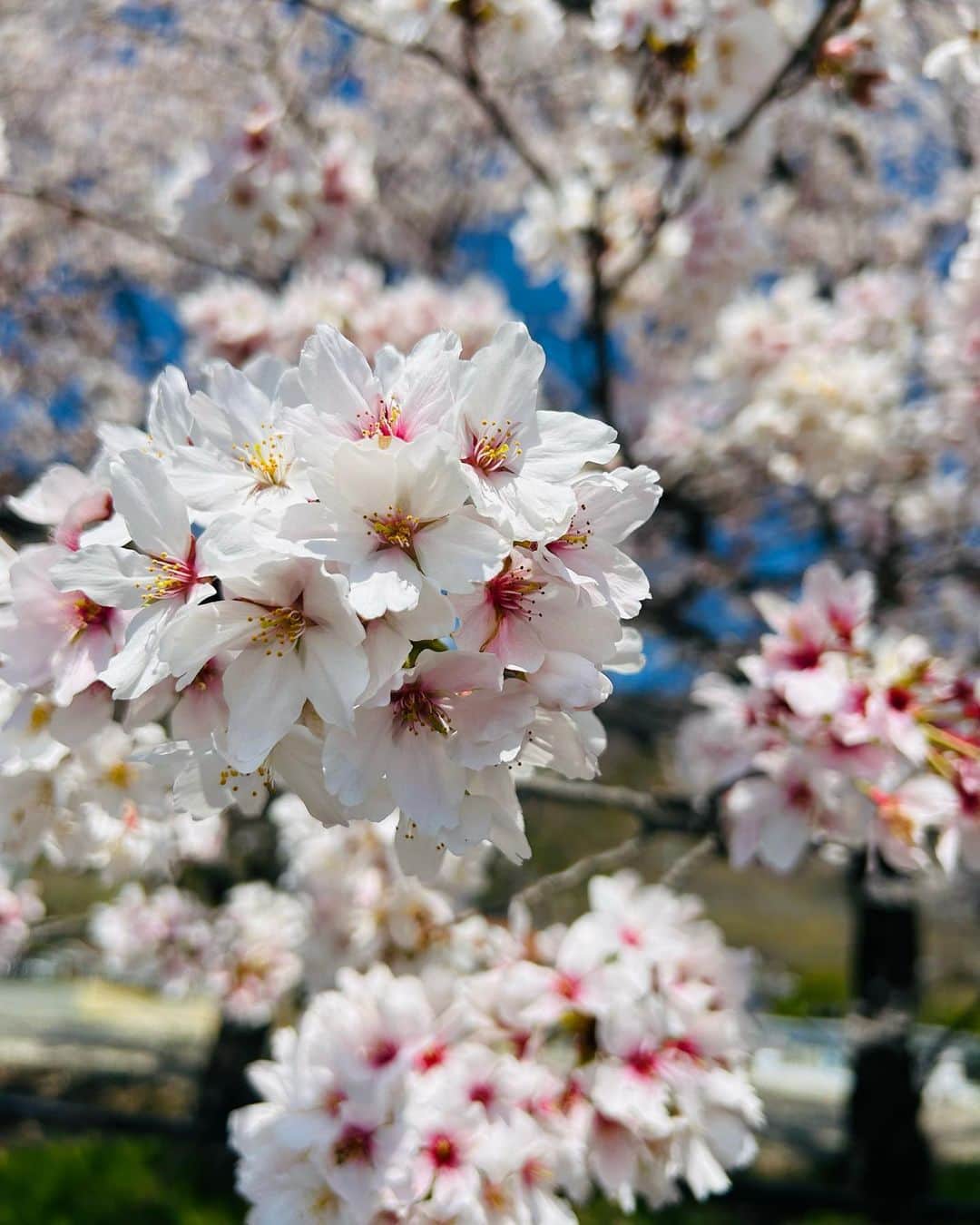 小堀桃子さんのインスタグラム写真 - (小堀桃子Instagram)「. . . 🌸 . . . #桜 #sakura #cherryblossom #japan」4月9日 21時05分 - kobo_mo