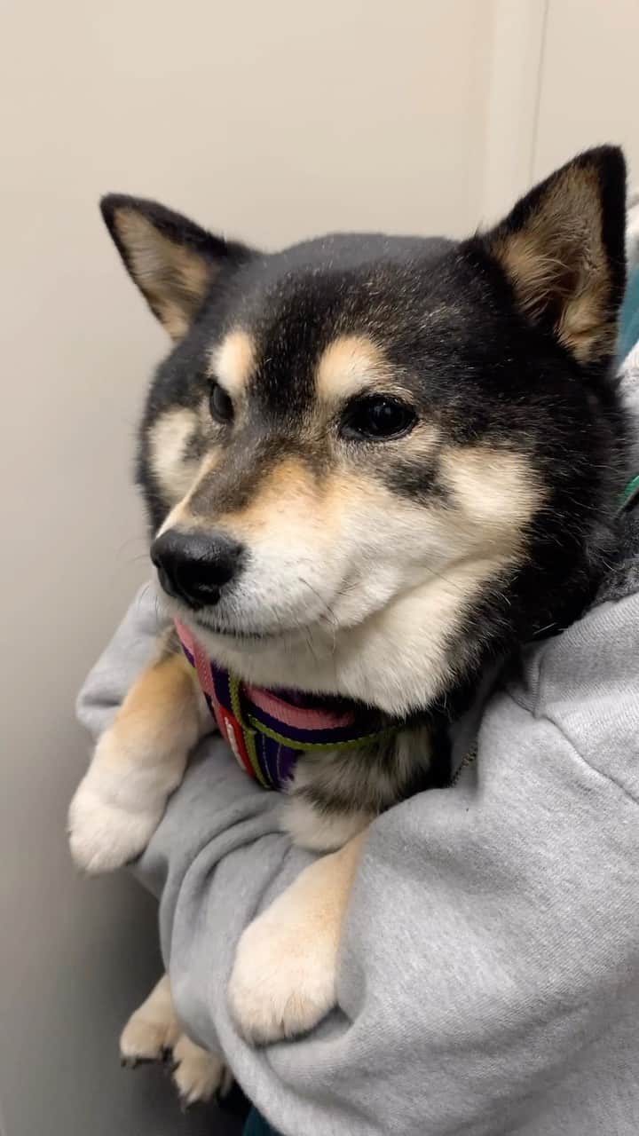 吾子のインスタグラム：「・ ・ ・ ・ ・ お出かけいってくる🐶💕 ・ 選挙だってー🐶 ・ うまうま党🥩党首あこわん🐶💕 ・ ・ ・ ・ ・ ・ ・ ・ ・ ・ ・ ・ ・ ・ ・ ・ ・ ・ ・ ・ ・ ・ ・ ・ ・ ・ #清き一票を  #うまうま配りますワン🐶💕 #sapporo  ・ 北海道の柴犬 #柴北会 の皆ワン🐶お散歩ドロドロになるけどちゃんと足洗おうねー ・ #adorable #instadog#shibainu#dog#柴犬ライフ #instashiba#柴犬マニア #9gag #barked #kuroshiba#socute #cutedog#いぬのきもち #黒柴 #dogstagram_japan」