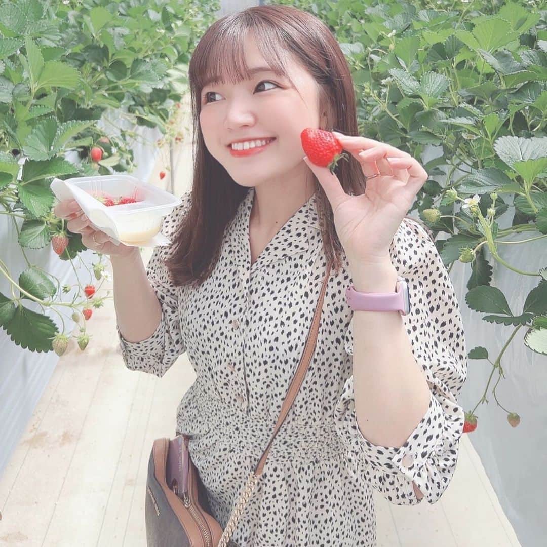 のインスタグラム：「🍓 そして今年もこの季節が やってきたぁあ❤️‍🔥 いちご狩り〜!!🍓 今回は埼玉県へ！🐾 嬉しくてこの表情ㅎ.ㅎ でもこの数秒後に大量の蜂が接近してきてやばかった🐝笑 ・ 甘くて美味しくて幸せだったぁ🍓 しかもお店の方から内緒の情報教えてもらっちゃってラッキーだった🤭❤️‍🔥 広くてとても良き農園さんだったからまた行きたいなぁ♡ ・ 今年も安定チングと 一緒に🍓🫶🏻🐰💜🐹 #いちご狩り　#アットファーム #アットファーム川越」