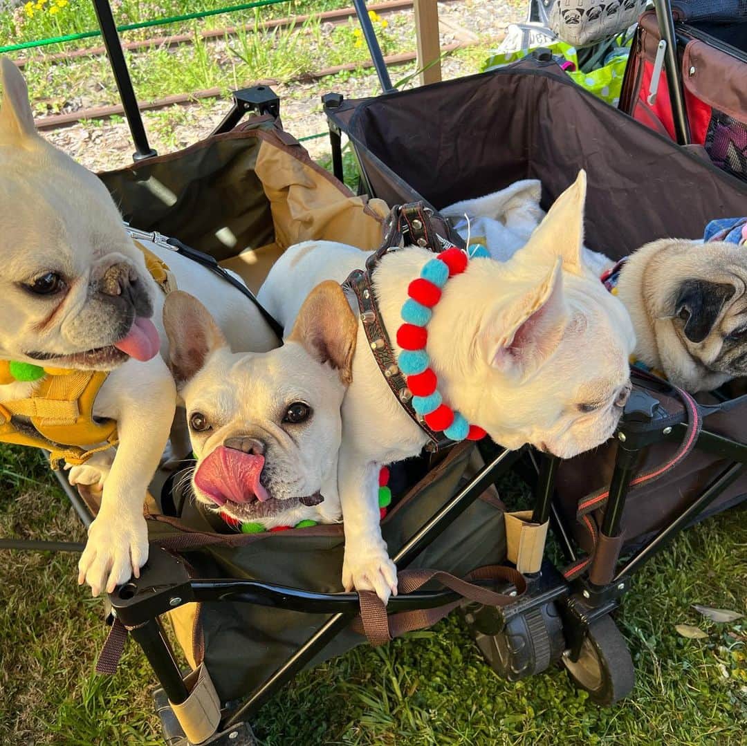 つの丸さんのインスタグラム写真 - (つの丸Instagram)「今日は鼻短犬祭でした。 ありがとうございました  #鼻短犬祭  #frenchbulldog #フレンチブルドッグ #ふがれす #ふがふがれすきゅークラブ #保護犬 #保護犬を家族に #保護犬を家族に迎えるという選択肢 #フレ吉124号」4月9日 21時21分 - ge_ha_mob