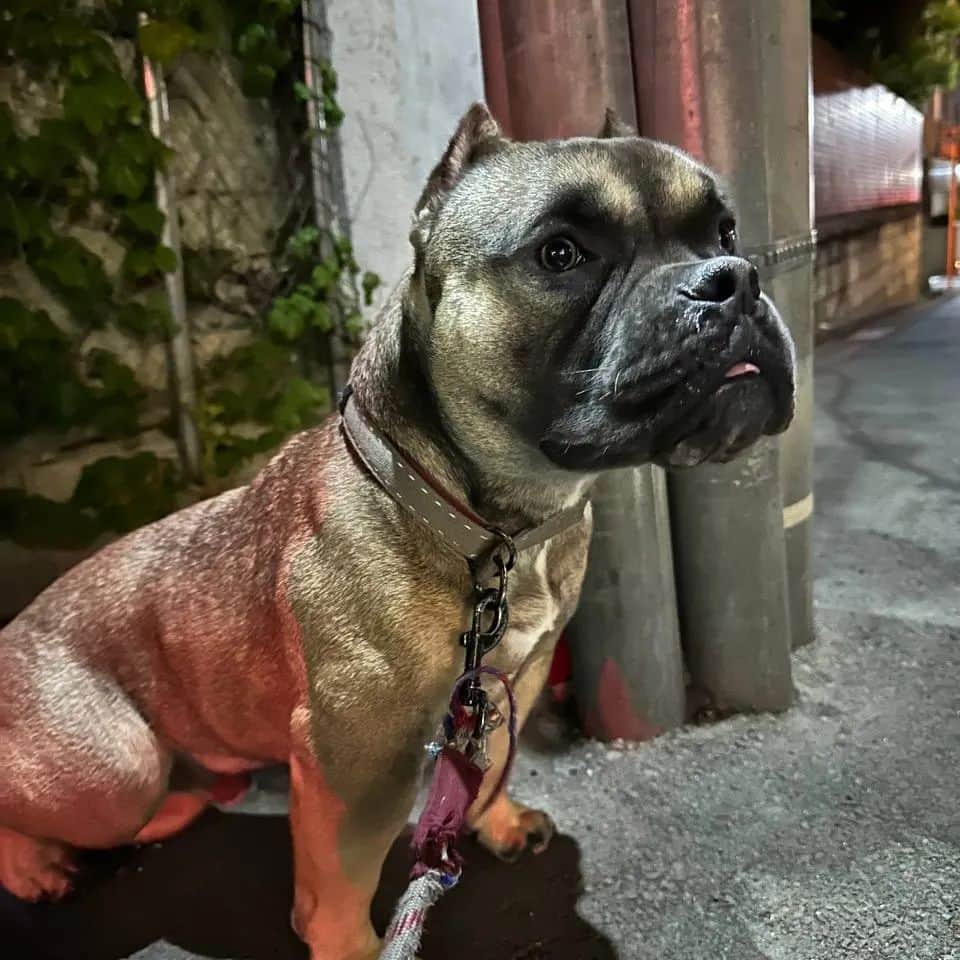のインスタグラム：「トイプードルをベランダで毎日のように床に叩きつけている卑劣なおじさんが住むマンションの見張りへ。  近所に住む犬を飼ってるおじさんのふりをするためにゼマも出動。  証拠動画を撮影して、保健所にも警察にも見てみぬふりさせない作戦。  本当はぶっ飛ばして犬回収したいくらいの気持ち。」