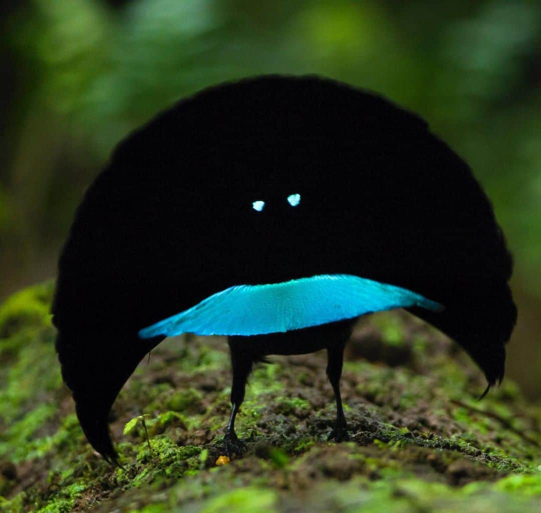 Tim Lamanさんのインスタグラム写真 - (Tim LamanInstagram)「My photos of the Vogelkop Superb Bird-of-Paradise inspired a watch!  Watch maker @Boldrsupplyco clued in on the remarkable super-black plumage of the Vogelkop Superb Bird-of-Paradise.  It is a unique example in nature of feathers that are so black that they reflect only 0.6% of the light that hits them.  They found a paint that had almost exactly the same properties to create the dramatic face of this unique timepiece, that also features the glowing blue eyespots and hands. The Vogelkop Superb was one of the most exciting discoveries during my many years of pursuing birds-of-paradise in the remote rainforest of the island of New Guinea.  In the Arfak Mountains of Indonesian West Papua was where in 2016, I filmed and photographed this bird performing its courtship display, revealing the unique shape of its cape and other features that helped establish that this was a distinct species of bird-of-paradise.  It's not every day that I can photograph what is essentially a new species of bird-of-paradise, so I think it's very fitting that this discovery has been commemorated with a classy watch from @BoldrSupplyCo.  They are an environmentally conscious company that is happy to shine a light on issues worth noting through their thematic watches, in this case conservation of rainforests in New Guinea to protect birds-of-paradise, so I'm happy to partner with them.  You can check out the Vogelkop Superb watch on their website at www.boldrsupply.co or on IG @Boldrsupplyco.   This could be the ultimate watch for the bird-of-paradise fan!   #birdsofparadise #vogelkopsuperb #superbbirdofparadise #birdphotography #birds」4月9日 21時29分 - timlaman