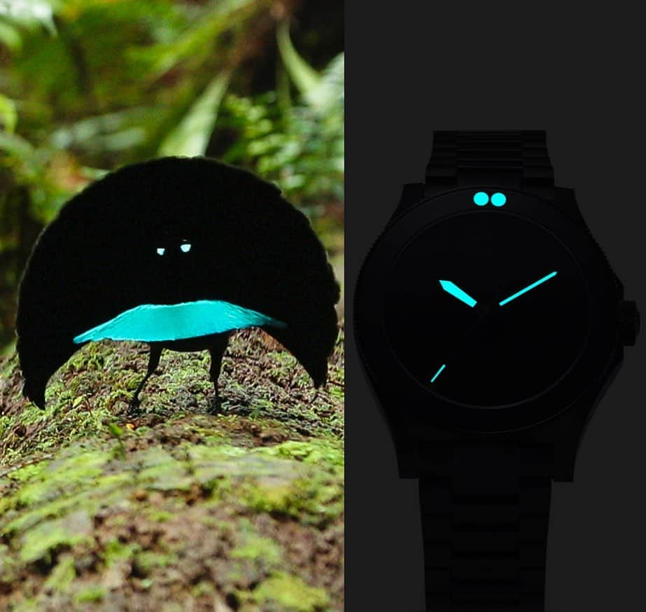 Tim Lamanのインスタグラム：「My photos of the Vogelkop Superb Bird-of-Paradise inspired a watch!  Watch maker @Boldrsupplyco clued in on the remarkable super-black plumage of the Vogelkop Superb Bird-of-Paradise.  It is a unique example in nature of feathers that are so black that they reflect only 0.6% of the light that hits them.  They found a paint that had almost exactly the same properties to create the dramatic face of this unique timepiece, that also features the glowing blue eyespots and hands. The Vogelkop Superb was one of the most exciting discoveries during my many years of pursuing birds-of-paradise in the remote rainforest of the island of New Guinea.  In the Arfak Mountains of Indonesian West Papua was where in 2016, I filmed and photographed this bird performing its courtship display, revealing the unique shape of its cape and other features that helped establish that this was a distinct species of bird-of-paradise.  It's not every day that I can photograph what is essentially a new species of bird-of-paradise, so I think it's very fitting that this discovery has been commemorated with a classy watch from @BoldrSupplyCo.  They are an environmentally conscious company that is happy to shine a light on issues worth noting through their thematic watches, in this case conservation of rainforests in New Guinea to protect birds-of-paradise, so I'm happy to partner with them.  You can check out the Vogelkop Superb watch on their website at www.boldrsupply.co or on IG @Boldrsupplyco.   This could be the ultimate watch for the bird-of-paradise fan!   #birdsofparadise #vogelkopsuperb #superbbirdofparadise #birdphotography #birds」