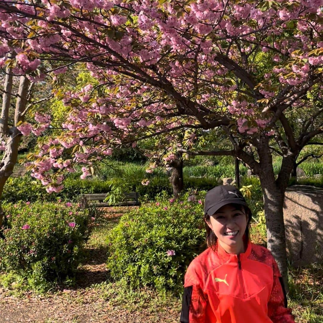 あだち理絵子さんのインスタグラム写真 - (あだち理絵子Instagram)「#大阪城公園  の春を置いときます。  #サトザクラ が満開。  花びらが多くて華やかよね。  #藤棚　もこれから楽しみ。  あげれてなかった  枝垂れ桜 ユキヤナギ ワンコと桜  春爛漫置いときます。  週2 日の5キロランニング なんとか続けたい！  最近　ワガママボディになりつつある。🥹  筋トレしたいーー。」4月9日 21時31分 - adachi.rieko