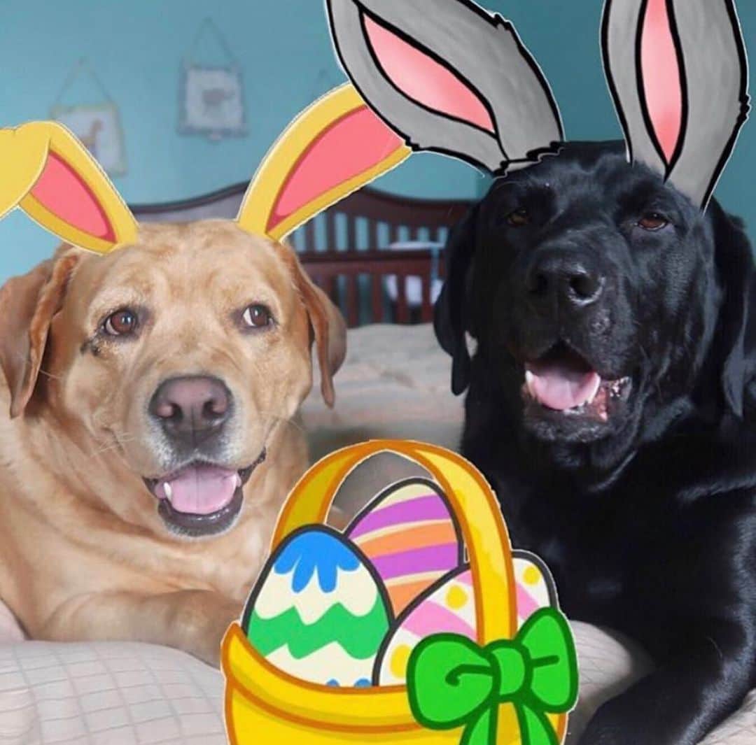 Jake And Gingerのインスタグラム：「Happy Easter!」