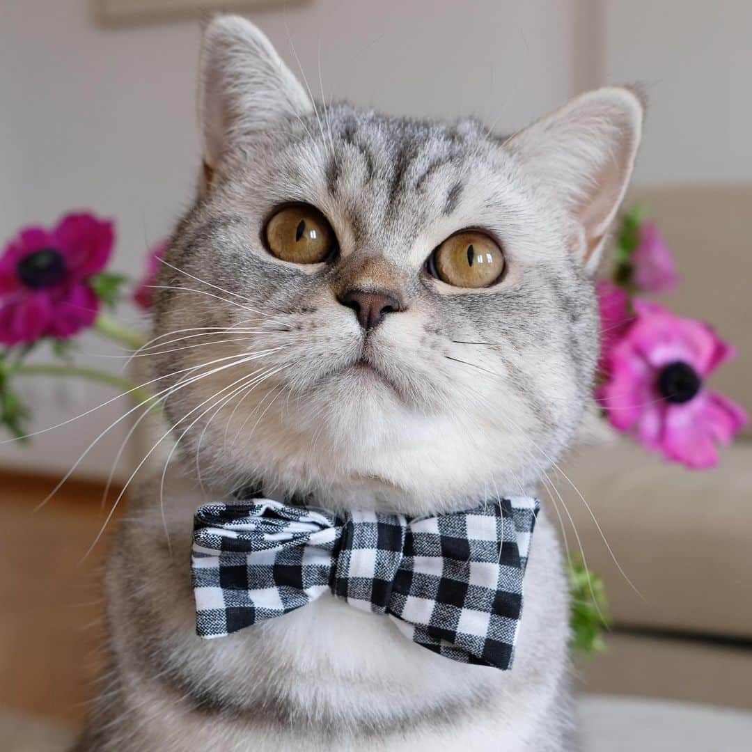 catinberlinのインスタグラム：「Happy Easter, furiends! ❤️ catinberlin.com  #catinberlin #cats #cat #catstagram #catsofinstagram #kitty #pets #petsofinstagram #katze #easter #ostern #britishshorthair #cute #adorable #weeklyfluff」