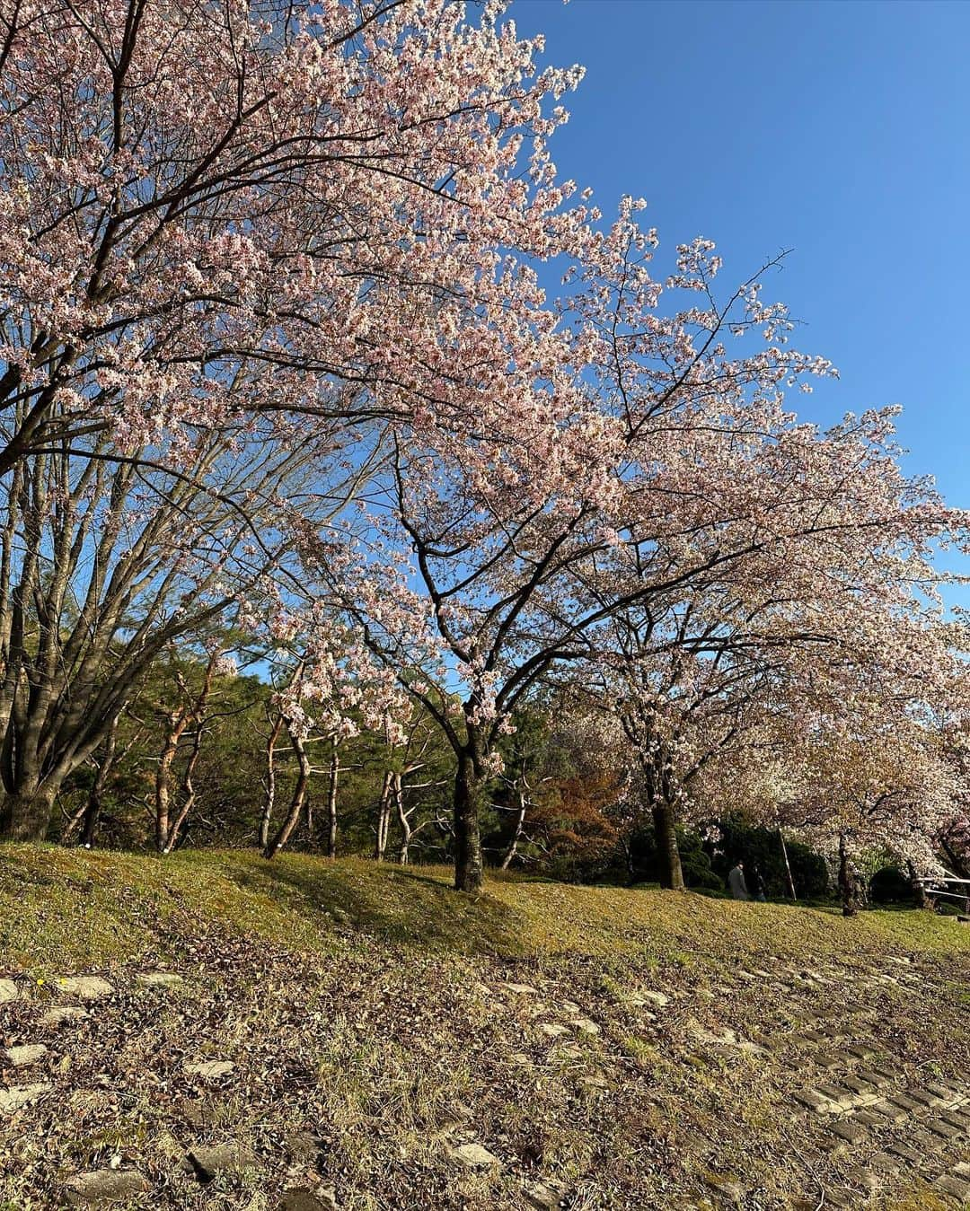 キム・ミニョンさんのインスタグラム写真 - (キム・ミニョンInstagram)「요즘 너무 인스타가 뜸했쥬 🌸 푹 쉬고 돌아왔습니다 ☺️ 운동 열심히하고 예쁜거 보고  맛있는거 잔뜩 먹고🐷 그렇게 드디어 체력 회복 완!!!!!!!!❤️❤️❤️ 요즘 꿀행복타임은 꽃길 산책하는거🎶 행복은 가까이에!!!!! 💕💕💕」4月9日 21時45分 - minyoung_aori