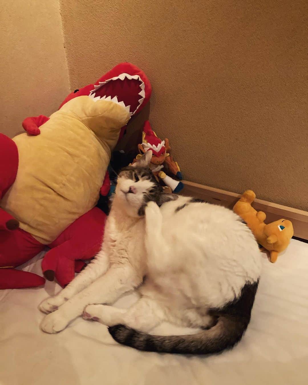 野村真季のインスタグラム：「眠る前のひととき。  ぬいぐるみだらけの小さなベッドの主（7歳・息子）は、夜寝る前に隣の大人ベッドにて私が読む本を聞くのが日課。 ちなみに、子供ベッドにある赤い大きなぬいぐるみは、UFOキャッチャーで取ったティラノサウルス、その他小さなものはポケモンのキャラクターたち。  読み聞かせが始まると、プラトンがするりと子供ベッドにやってきて気持ちよさそうに丸くなる。  私が本を読むのを一緒に聞いているのかもしれない。 昨晩読んだのは、「十五少年漂流記」の後半3分の1。クライマックスへ向けて少年と悪党どもの攻防戦、どうなるか…！心配性の息子は、この先のストーリーが悲しいものでないか、自分の心が耐えられるかどうかを私に先に確認させ（私も内容をほとんど忘れていた）、 「途中ちょっと悲しいこともあるけれど最後まで読めば大丈夫」という見通しを得て、安心してドキドキを楽しんでいたよう。  本を読み終えるや、傍のプラトンはベッドの主が戻ってくる気配を感じてするりと出ていく。  ほんのり猫肌？に温められたベッドで、息子は物語の余韻に浸りながら眠りにつくのでした。  #プラトン #12歳  #猫のいる暮らし #ねこのいる生活」