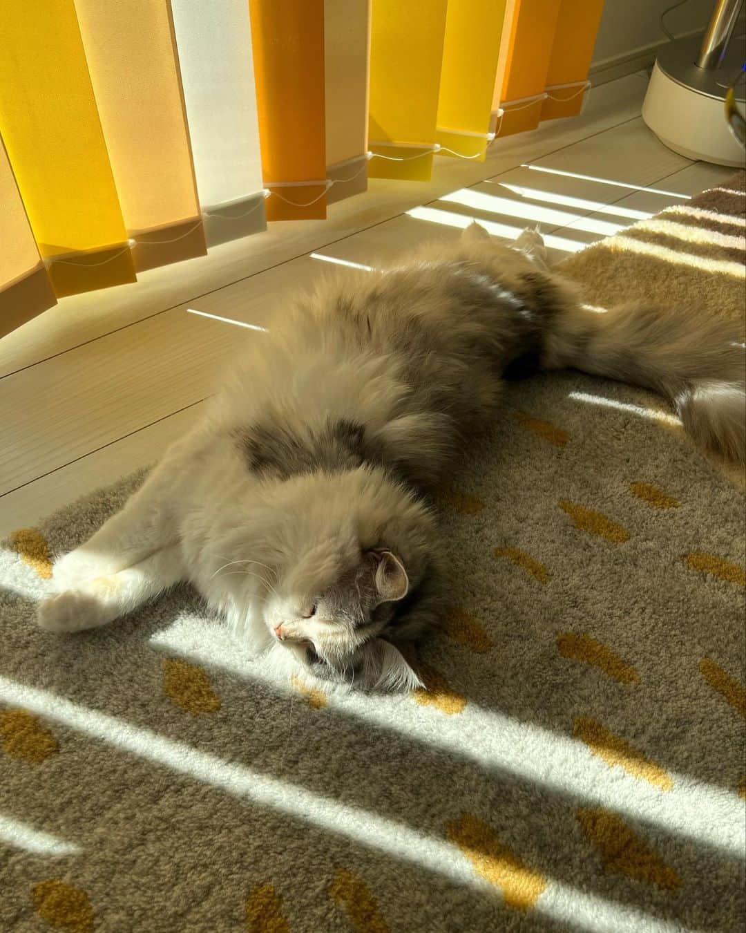 桜咲千依のインスタグラム：「日向ぼっことっても癒される︎💕︎   #猫  #マンチカン  #ほたて」
