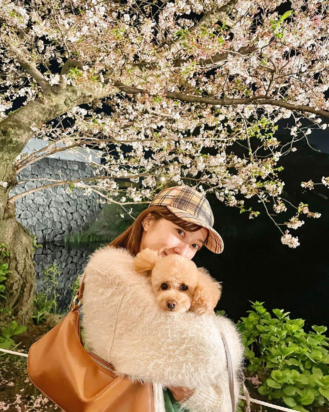 瀬口かなさんのインスタグラム写真 - (瀬口かなInstagram)「桜もう終わってしまったけど載せ忘れてた2023年の桜写真🌸🐶 ⁡ ククリと初めての桜🌸 ⁡  #instadaily #instalike #fyp #舞鶴公園」4月9日 21時55分 - seguchikana