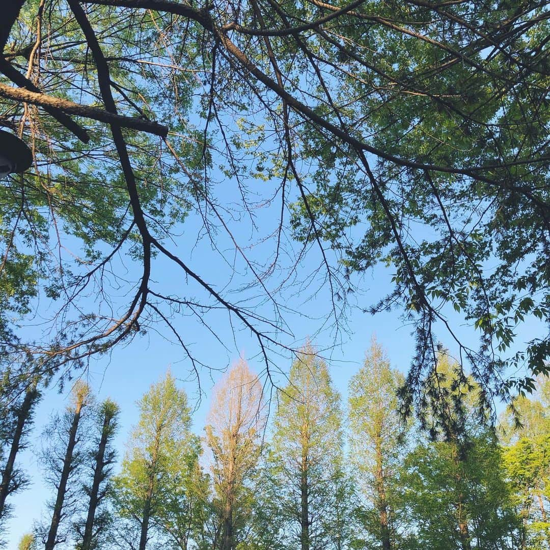 木村仁美さんのインスタグラム写真 - (木村仁美Instagram)「新緑🌿🕊  1日(2〜3日に)一回は投稿したいと書いて、すっかり忘れて日々を過ごしました。🌬  そもそも、インスタグラムの投稿をする為に写真を撮りためる習慣があまりなかった事に気づきました🐈‍⬛🫧  数年前まではどちらかというと、自分自身をアピールするという活動や気持ちが大きくて とにかく自撮りをたくさん撮ってあげていて(全然悪いことではない)気づいたらインスタは自分の自撮りばかりでした。  昔は風景とか、日常を切り取るのが好きで、その為に父からカメラを借りたりして📷一眼レフやフィルムカメラで遊んだりなどもしてたなぁ。と思い出しました。  風景の写真を切り取る、自分以外のものを切り取ることが素敵な方がインスタを見ていると沢山いらっしゃるなぁと思います✴︎🌿  自分を見てもらう為に、沢山自撮りをしできたけれど、(それはそれでとても楽しくて追求しがいがあり、可愛く撮れると嬉しいですし🦋)  もっと身の回り風景や、ものも美しく記録できるようになりたいなぁ…❁  そんな目標がある2023年です🏔✨🌝  今日はパートナーと選挙に行って、投票してからお昼ご飯を食べ、 その後姪っ子のお散歩に合流させてもらい🐈必要なものを受け取ったりしました。  明日からは、プシュケもお休みで 前々から楽しみにしていたオフです⛪️🫧  やんわりじんわり、ですが ぽっと朝に目が覚めた時 携帯を見ると プシュケのご予約メールが来ていたりして ほくほくしている日々。 本当に、ありがとうございます🦋  思いっきりリフレッシュしてきますね✴︎  でわでわ…  2023.4.9 chami  #ちゃみダイアリー」4月9日 21時57分 - chami_cat