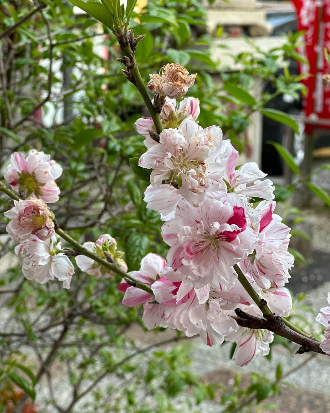 Maya Shiraiさんのインスタグラム写真 - (Maya ShiraiInstagram)「お花🌸が綺麗な季節で癒されます🥰 神社巡りが⛩好きで 近所にも好きな神社がいくつかあって、 タイミングで仕事の合間にもよく行きます😌  撮影場所の近くにある神社も いつも有難うございますと よく参拝に行きます。  気持ちの良い優しいエネルギー 力強いエネルギー 様々なものを感じます✨✨  健康で幸せ💕なによりも1番の喜びです。 みんなが元気に楽しく過ごせる事に感謝し、  たくさんの方達を美しく輝いてもらえるお手伝いをさせていただいている事に感謝しています🥰  #感謝#喜び#夢#希望 #波動 #ありがとうございます  #幸せ  #龍神 #くくりひめ」4月9日 21時58分 - maya.shirai