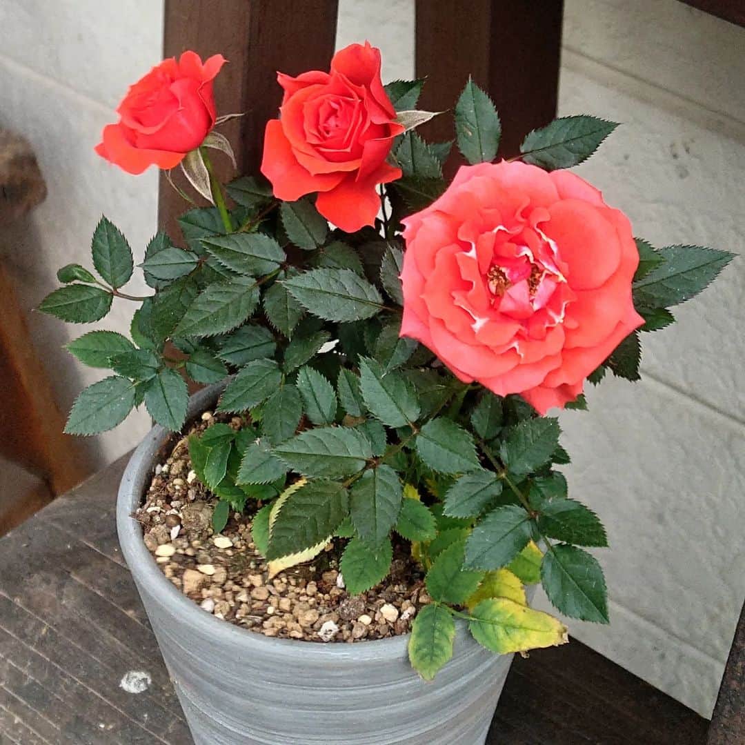 のインスタグラム：「🌹」